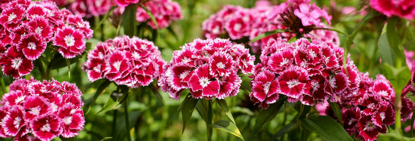 Sweet WIlliam